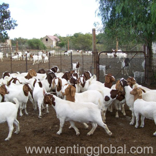 www.rentingglobal.com, renting, global, KwaZulu-Natal, South Africa, Pregnant Holstein Heifers Cow/Boer Goats, Live Sheep, Cattle, Lambs Caw ready now /Whatsapp :+27621354579