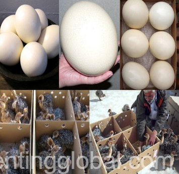 www.rentingglobal.com, renting, global, KwaZulu-Natal, South Africa, Ostrich Chicks , Fertilized Eggs,Red and Black neck Ostrich/Whatsapp:+27621354579