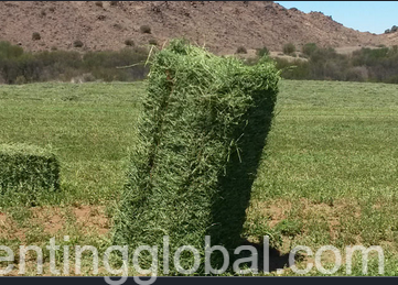 www.rentingglobal.com, renting, global, Durban, South Africa, Super Top Quality Alfafa Hay for Animal Feeding Stuff Alfalfa / Timothy / Alfalfa Hay for Sale/Whatsapp /+27621354579