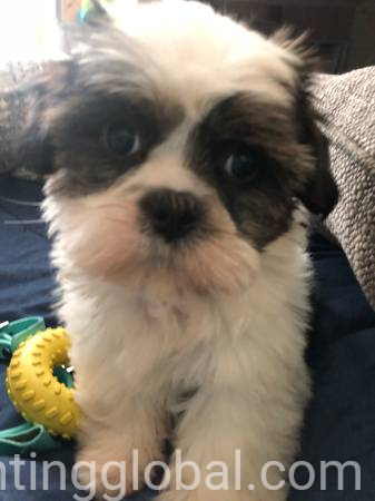 www.rentingglobal.com, renting, global, Atlanta, GA, USA, Shih Tzu puppies for Adoption 