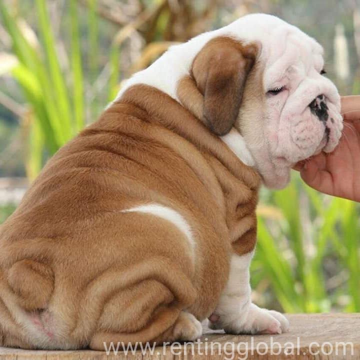 www.rentingglobal.com, renting, global, New York, NY, USA, English Bulldog babies 