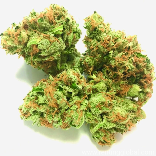 www.rentingglobal.com, renting, global, Colorado Springs, CO, USA, cannabis, Weed 