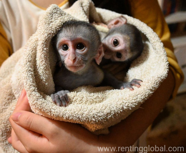 www.rentingglobal.com, renting, global, Maplewood, NJ, USA, Capuchin monkeys for sell
