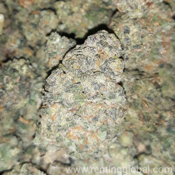 www.rentingglobal.com, renting, global, California City, CA, USA, Buy marijuana online 