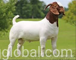 www.rentingglobal.com, renting, global, 2717 N Maplewood Ave, Chicago, IL 60647, USA, Boer goat for sale