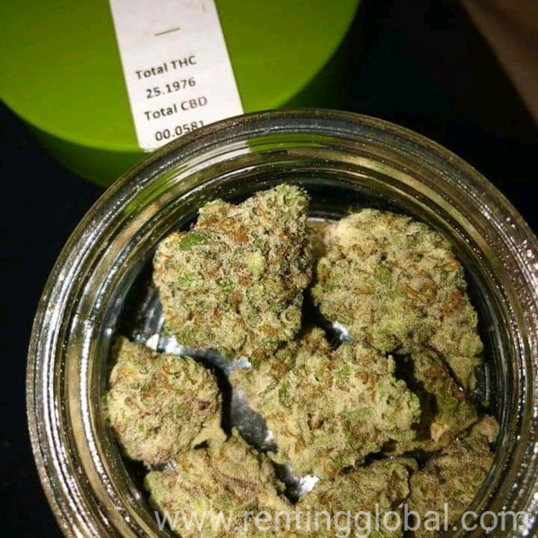 www.rentingglobal.com, renting, global, San Francisco, CA, USA, top shelf buds, Top shelf medical cannabis for sale