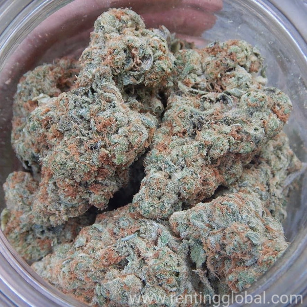 www.rentingglobal.com, renting, global, San Francisco, CA, USA, top shelf buds, Top shelf medical cannabis for sale