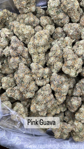 www.rentingglobal.com, renting, global, California City, CA, USA, contact me via email or whatsapp, Drugs available