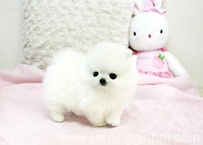 www.rentingglobal.com, renting, global, New York, NY, USA,  hello we still have the Pomeranian puppies,for sale?