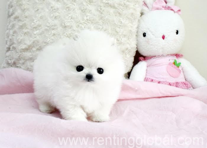 www.rentingglobal.com, renting, global, New York, IA 50238, USA, hello we still have the Pomeranian puppies,for sale?
