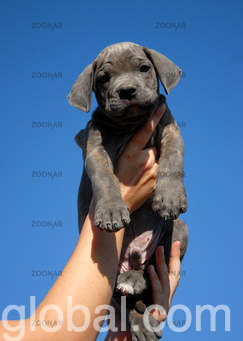 www.rentingglobal.com, renting, global, Ukraine, entertaining smart lovely, canne corso puppy