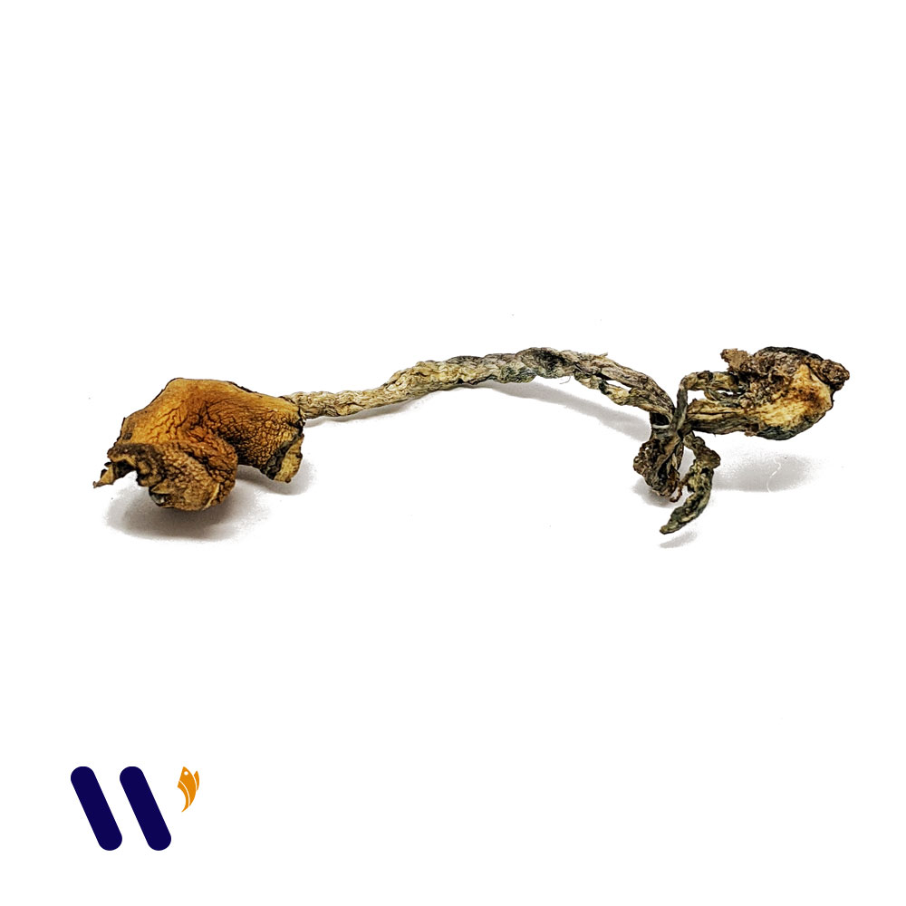 www.rentingglobal.com, renting, global, Vancouver, BC, Canada, shrooms, Malabar Cubensis