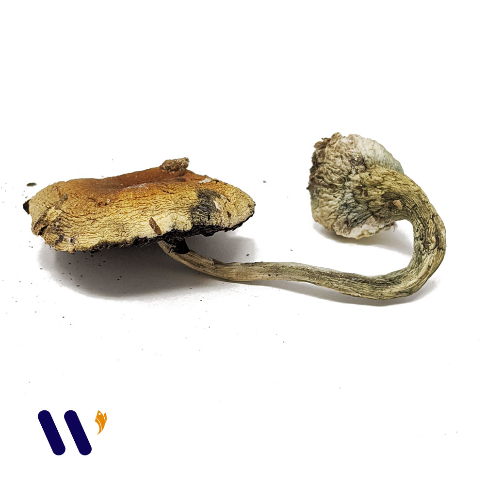 www.rentingglobal.com, renting, global, Vancouver, BC, Canada, shrooms, Thai Cubensis