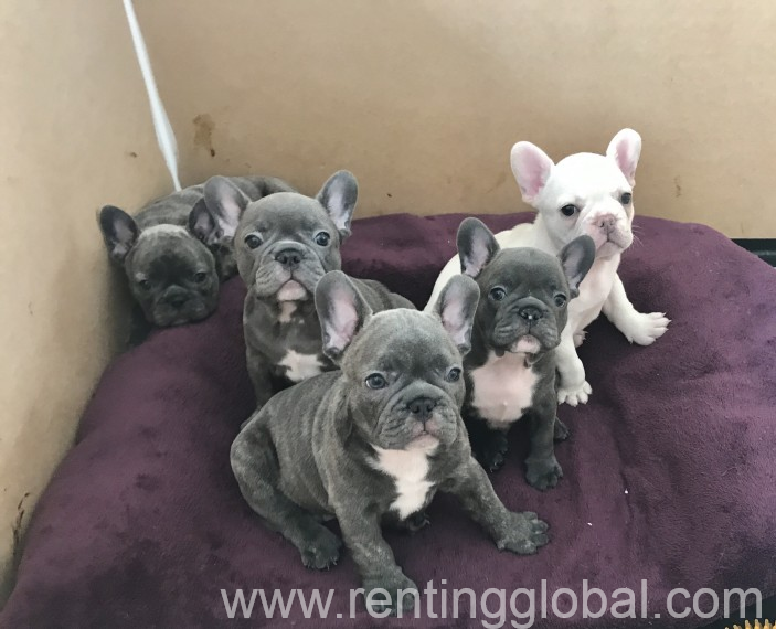 www.rentingglobal.com, renting, global, London, UK, Gorgeous fench bulldog  puppies playful puppies