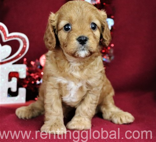 www.rentingglobal.com, renting, global, Manchester, UK, lovely and nice looking cavapoo puppies ready now