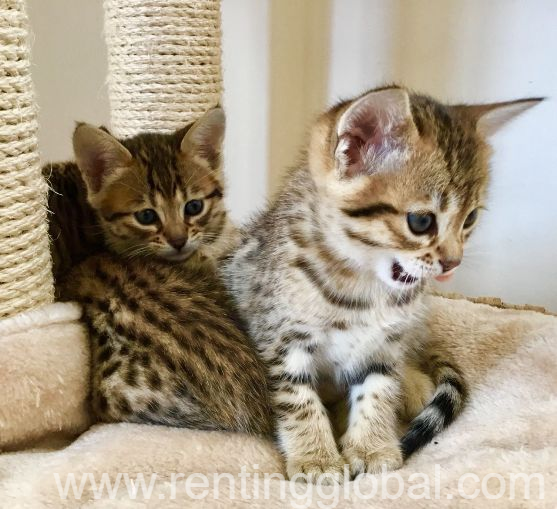 www.rentingglobal.com, renting, global, New York, NY, USA, tica registered savannah kittens for sale. kittens for sale in usa. big body kittens for sale., Tica spotted body savannah kittens available now.