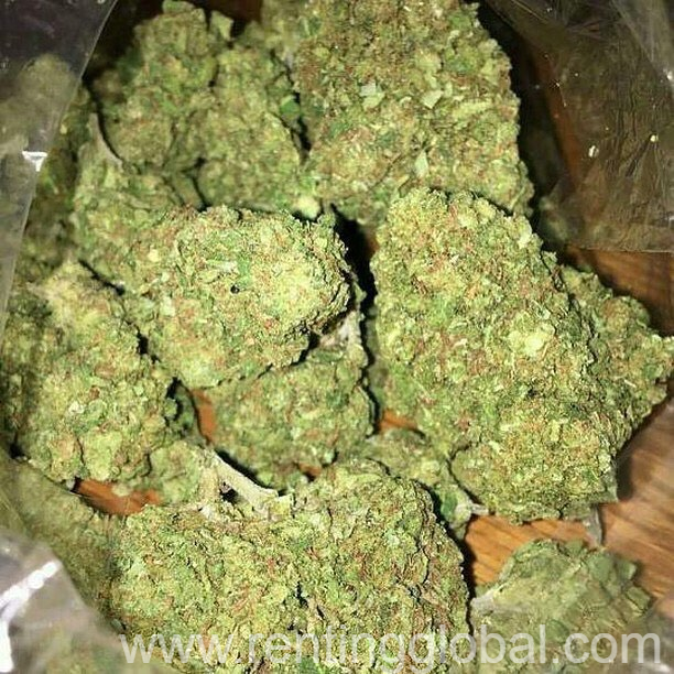 www.rentingglobal.com, renting, global, Denver, CO, USA, g kush……….grade a+ sour diesel……….grade a+ jack herer……..grade a+ blue dream………grade a+ alaskan thunderfuck….grade a+ blue berry yum yum….grade a+ girl scout cookies….grade a+ ak47……..grade a+ gas……grade a+ sweet island skunk……grade a+ white widow……….grade a+ bonana……….grade a+ ivory……….grade a+ sweet girl……….grade a+ limp dick……….grade a+ mary jane……….grade a+ trimmp……….grade a+ hashish……….grade a+ cannabis oils……….grade a+ hindu kush,……….grade a+ kc 33,……….grade a+ white ice,……….grade a+ afghan kush……….grade a+ mango,……….grade a+ lavender,……….grade a+ mk ultra……….grade a+, top medical marijuana