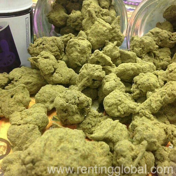 www.rentingglobal.com, renting, global, Denver, CO, USA, g kush……….grade a+ sour diesel……….grade a+ jack herer……..grade a+ blue dream………grade a+ alaskan thunderfuck….grade a+ blue berry yum yum….grade a+ girl scout cookies….grade a+ ak47……..grade a+ gas……grade a+ sweet island skunk……grade a+ white widow……….grade a+ bonana……….grade a+ ivory……….grade a+ sweet girl……….grade a+ limp dick……….grade a+ mary jane……….grade a+ trimmp……….grade a+ hashish……….grade a+ cannabis oils……….grade a+ hindu kush,……….grade a+ kc 33,……….grade a+, top medical cannabis
