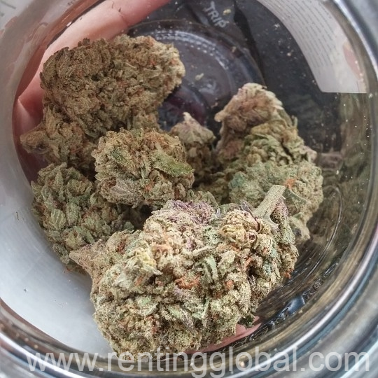 www.rentingglobal.com, renting, global, Las Vegas, NV, USA, weed, weed