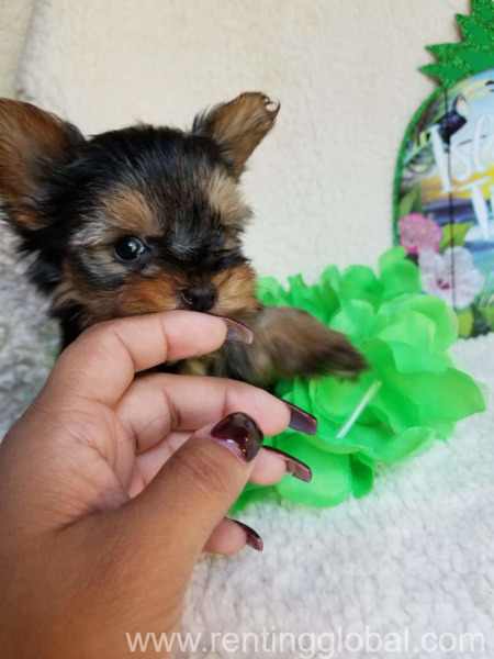 www.rentingglobal.com, renting, global, 1490 Luxembourg City, Luxembourg, yorkie puppy,  Adorable male extremely teeny tiny & compact pocket yorkie
