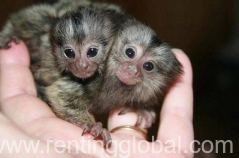 www.rentingglobal.com, renting, global, Doha, Qatar, Lovely Finger Marmoset Monkeys available 