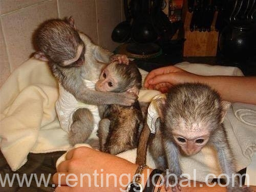 www.rentingglobal.com, renting, global, Doha, Qatar, Lovely male and female Capuchin Monkeys available