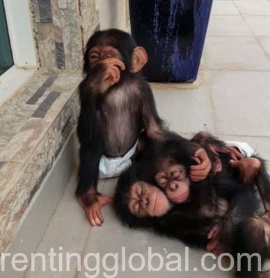 www.rentingglobal.com, renting, global, Doha, Qatar, Lovely Chimpanzee Monkeys available