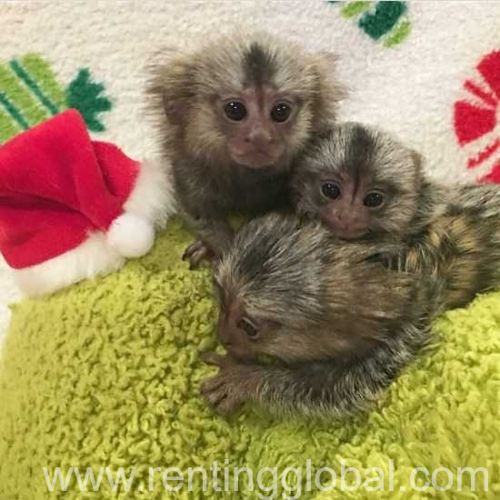 www.rentingglobal.com, renting, global, Doha, Qatar, Finger Marmoset Monkeys available