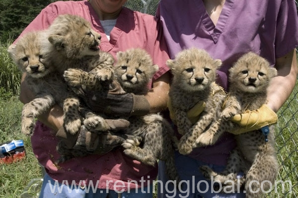 www.rentingglobal.com, renting, global, Doha, Qatar, Male and Female Tigers,Cheetah Cubs For Sale 