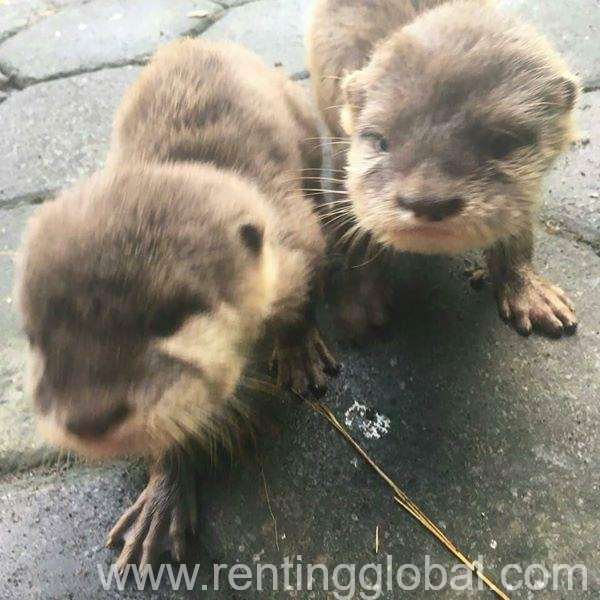 www.rentingglobal.com, renting, global, Doha, Qatar, Lovely male and female Otters available