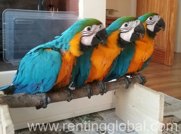 www.rentingglobal.com, renting, global, Doha, Qatar, Macaw parrots male and female for sale 