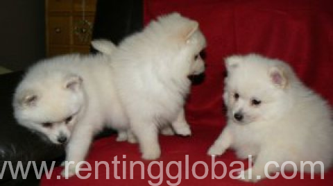 www.rentingglobal.com, renting, global, Qatar, Lovely Teacup Pomeranian Puppies for Sale 