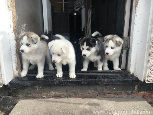 www.rentingglobal.com, renting, global, Emirates - Dubai - United Arab Emirates,  Siberian husky puppies available for sale