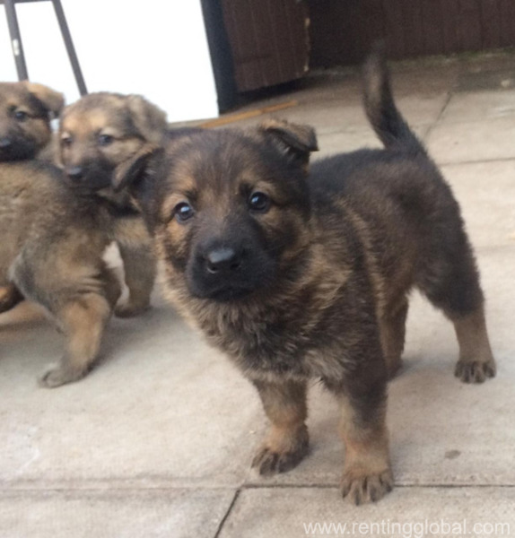 www.rentingglobal.com, renting, global, Kuwait City, Kuwait, German Shepherd Puppies for sale