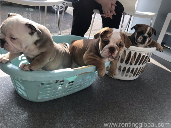 www.rentingglobal.com, renting, global, Emirates - Dubai - United Arab Emirates, English Bulldog Puppies for Sale