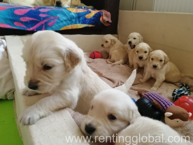 www.rentingglobal.com, renting, global, Emirates - Dubai - United Arab Emirates, Golden Retriever Puppies Available
