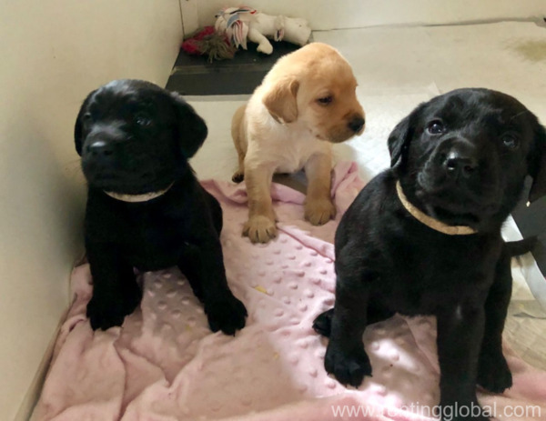 www.rentingglobal.com, renting, global, Saudi Arabia, Labrador Puppies for available 