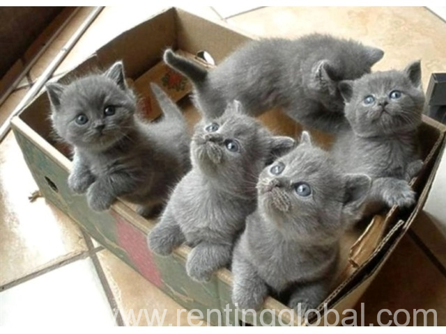 www.rentingglobal.com, renting, global, Emirates - Dubai - United Arab Emirates,  Lovely British Shorthair Kittens For Sale