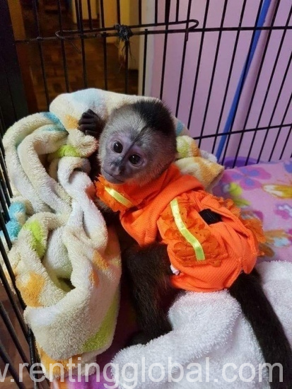 www.rentingglobal.com, renting, global, New York, NY, USA, capuchin monkeys, CAPUCHIN MONKEYS AVAILABLE FOR SALE