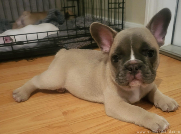 www.rentingglobal.com, renting, global, Santa Margarita, CA, USA, French Bulldog puppies