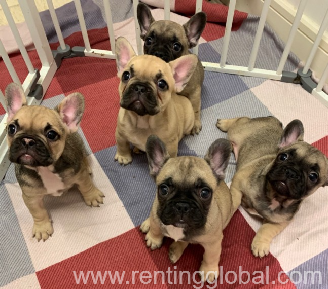 www.rentingglobal.com, renting, global, United Kingdom, beautiful french bulldog puppies avialable, Beautiful French bulldog puppies avialable