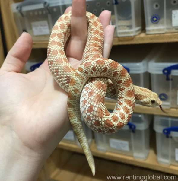 www.rentingglobal.com, renting, global, India, snakes and lizards for sale, reptile sales