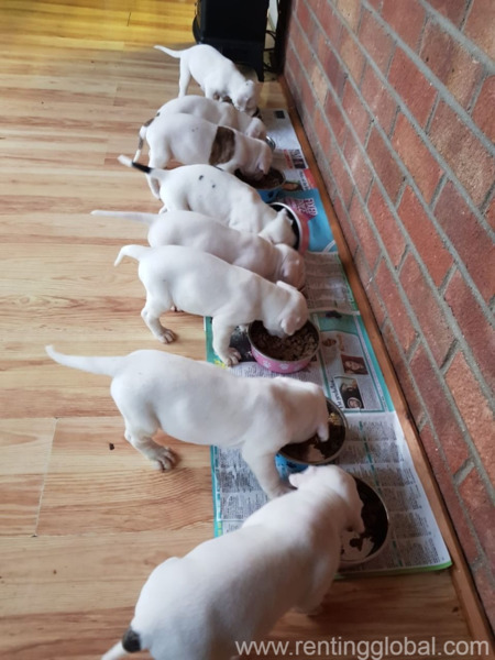 www.rentingglobal.com, renting, global, Denmark, no fear, mother dog with children for sell contact me or call for more infor
