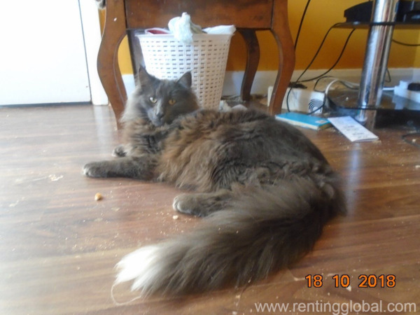 www.rentingglobal.com, renting, global, Germantown, WI, USA, friendly to everyone, nice friendly cat for sell