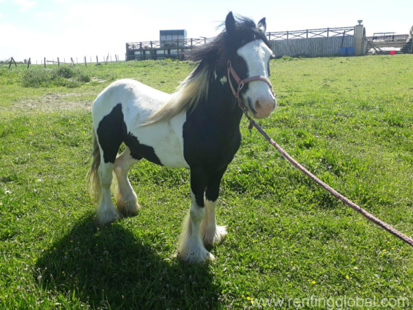 www.rentingglobal.com, renting, global, Cancún, Quintana Roo, Mexico, friendly and playful, HORSE BLACK AND WHITE FOR MARKETING