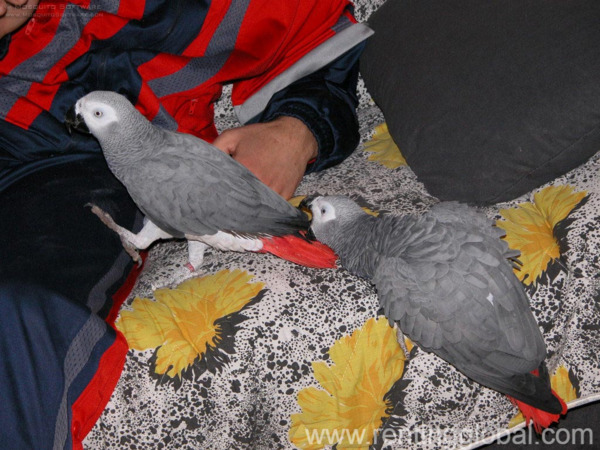www.rentingglobal.com, renting, global, Texas City, TX, USA, for sale, African Grey Parrots Available