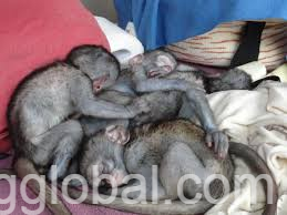 www.rentingglobal.com, renting, global, Kuala Lumpur, Federal Territory of Kuala Lumpur, Malaysia, for sale, baby capuchin monkeys for adoption