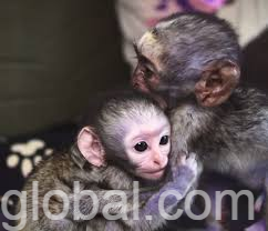 www.rentingglobal.com, renting, global, Portsmouth, UK, capuchin monkeys for adoption