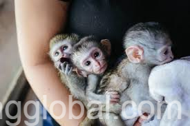 www.rentingglobal.com, renting, global, Zandvoort, Netherlands, cute baby capuchin monkey for adoption