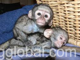 www.rentingglobal.com, renting, global, Belgrade, Serbia,  gorgeous monkey ready for adoption